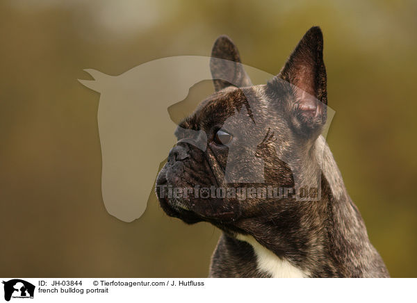 french bulldog portrait / JH-03844