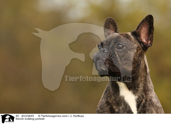 french bulldog portrait / JH-03845