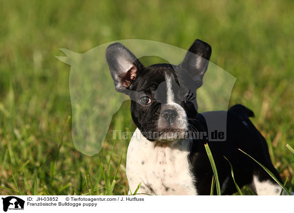 Franzsische Bulldogge puppy / JH-03852