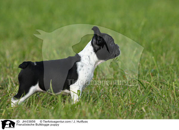 Franzsische Bulldogge puppy / JH-03856
