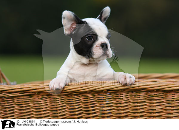 Franzsische Bulldogge puppy / JH-03861