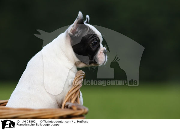 Franzsische Bulldogge puppy / JH-03862