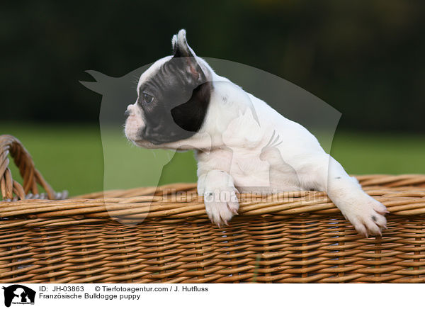 Franzsische Bulldogge Welpe / Franzsische Bulldogge puppy / JH-03863