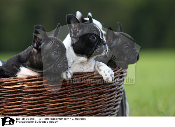 Franzsische Bulldogge puppy / JH-03866