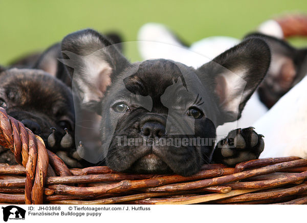 Franzsische Bulldogge Welpe / Franzsische Bulldogge puppy / JH-03868
