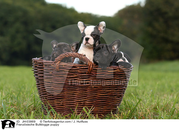 Franzsische Bulldogge puppy / JH-03869