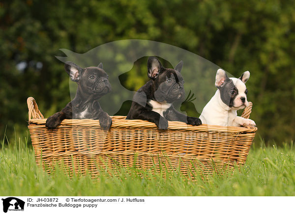 Franzsische Bulldogge puppy / JH-03872