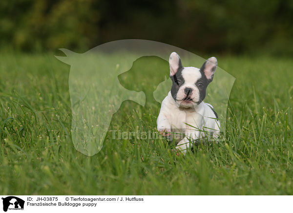 Franzsische Bulldogge puppy / JH-03875