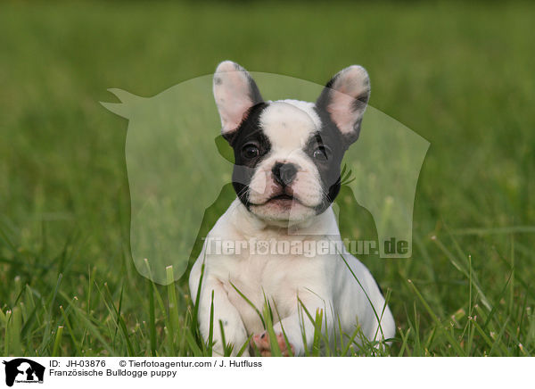 Franzsische Bulldogge Welpe / Franzsische Bulldogge puppy / JH-03876