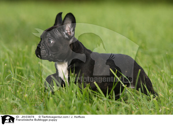 Franzsische Bulldogge puppy / JH-03878