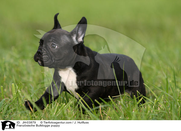 Franzsische Bulldogge Welpe / Franzsische Bulldogge puppy / JH-03879