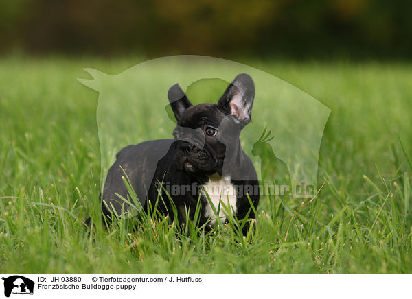 Franzsische Bulldogge puppy / JH-03880