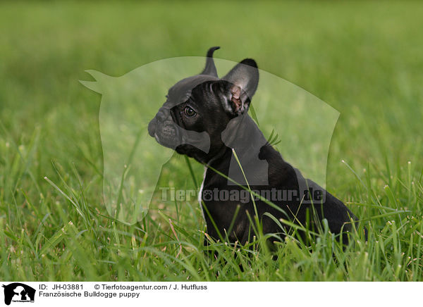 Franzsische Bulldogge puppy / JH-03881