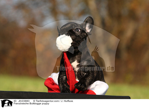 Französische Bulldogge puppy / JH-03883