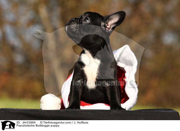 Franzsische Bulldogge puppy / JH-03884