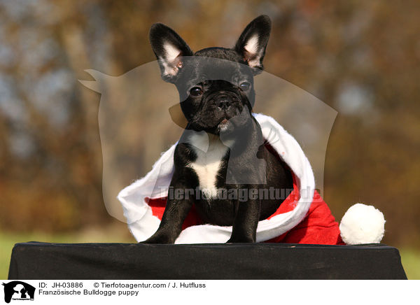 Franzsische Bulldogge Welpe / Franzsische Bulldogge puppy / JH-03886