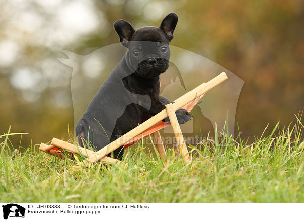 Franzsische Bulldogge Welpe / Franzsische Bulldogge puppy / JH-03888
