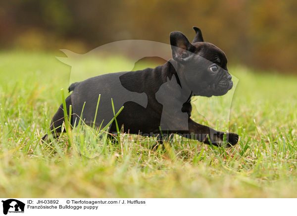 Franzsische Bulldogge puppy / JH-03892