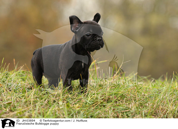 Franzsische Bulldogge Welpe / Franzsische Bulldogge puppy / JH-03894
