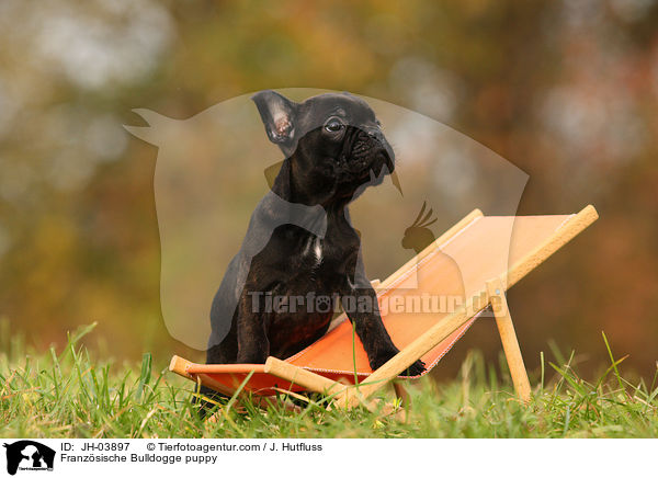 Franzsische Bulldogge Welpe / Franzsische Bulldogge puppy / JH-03897
