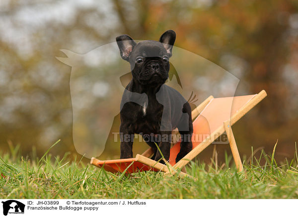 Franzsische Bulldogge puppy / JH-03899