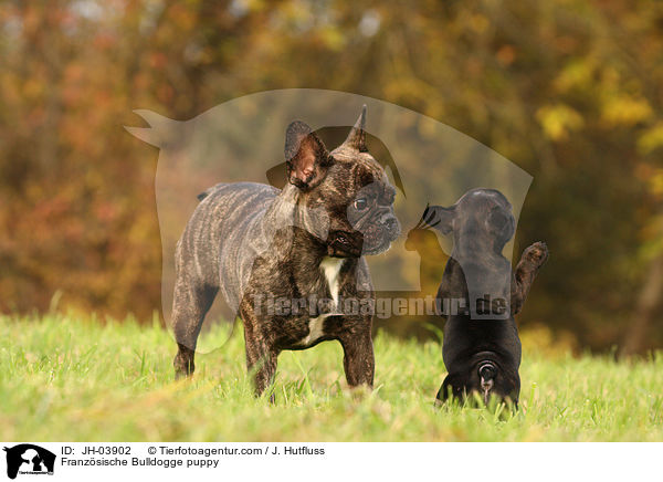Franzsische Bulldogge puppy / JH-03902