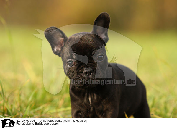 Franzsische Bulldogge puppy / JH-03904