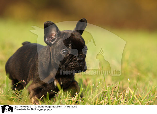 Franzsische Bulldogge puppy / JH-03905
