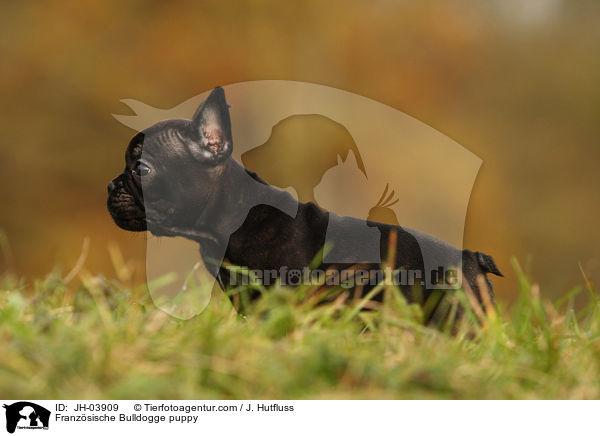 Franzsische Bulldogge puppy / JH-03909