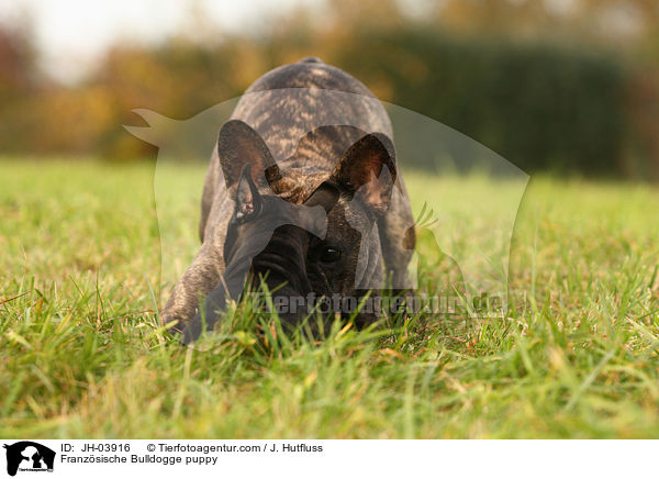 Franzsische Bulldogge puppy / JH-03916