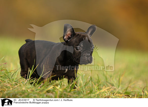 Franzsische Bulldogge puppy / JH-03917