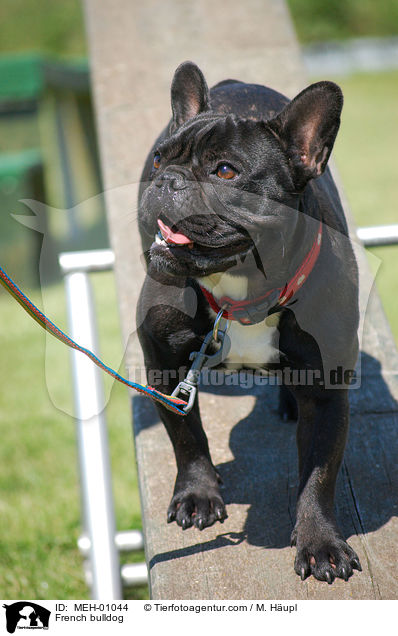French bulldog / MEH-01044