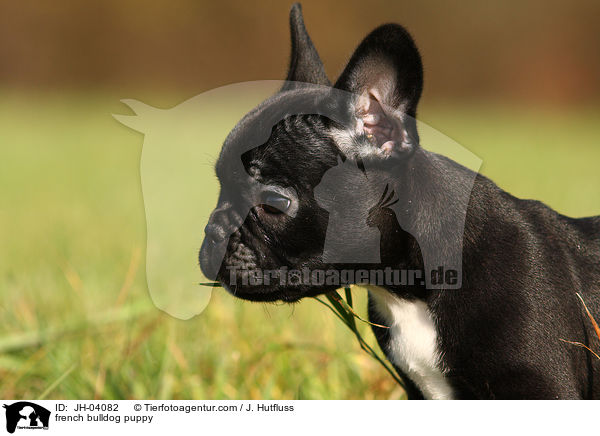 french bulldog puppy / JH-04082