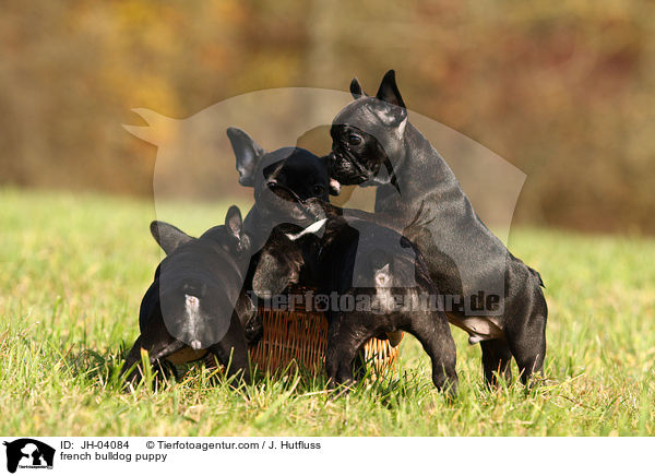 french bulldog puppy / JH-04084
