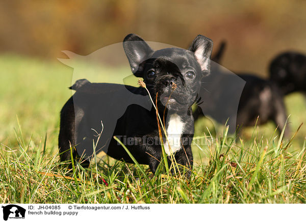 french bulldog puppy / JH-04085