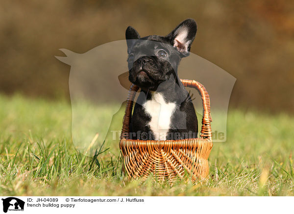 french bulldog puppy / JH-04089