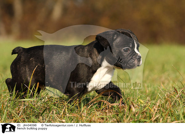 Franzsische Bulldogge Welpe / french bulldog puppy / JH-04096