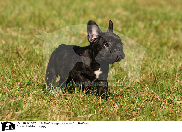 Franzsische Bulldogge Welpe / french bulldog puppy / JH-04097