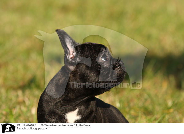 french bulldog puppy / JH-04098