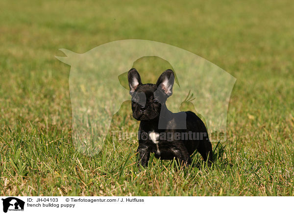 french bulldog puppy / JH-04103