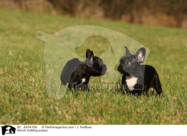french bulldog puppy / JH-04106