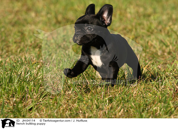 Franzsische Bulldogge Welpe / french bulldog puppy / JH-04114