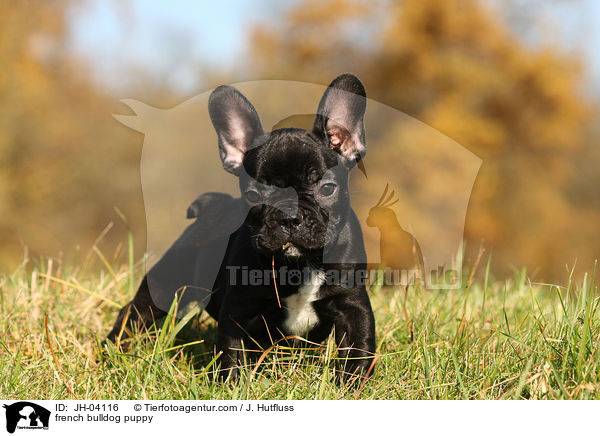 french bulldog puppy / JH-04116