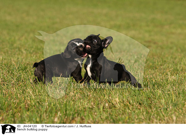 Franzsische Bulldogge Welpe / french bulldog puppy / JH-04120