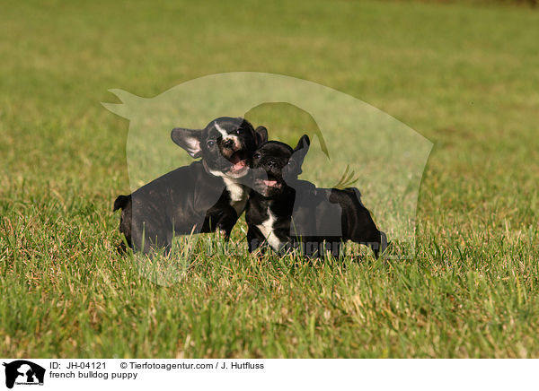 french bulldog puppy / JH-04121