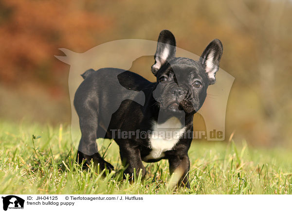 french bulldog puppy / JH-04125