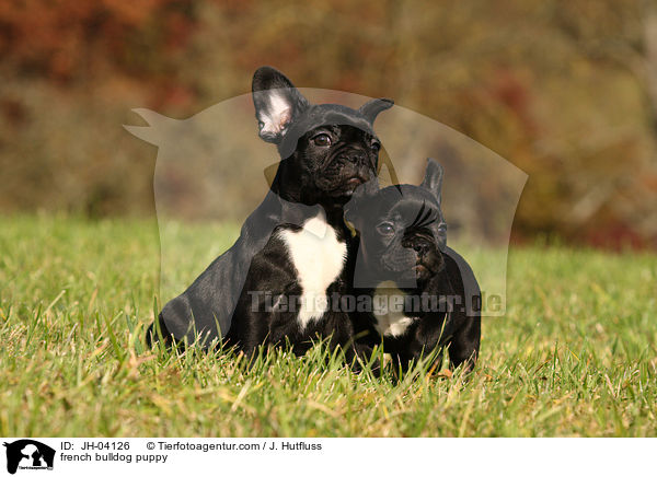 Franzsische Bulldogge Welpe / french bulldog puppy / JH-04126