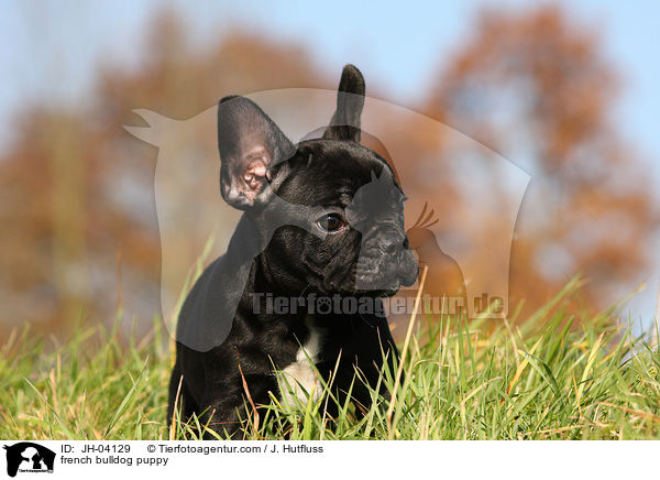 french bulldog puppy / JH-04129