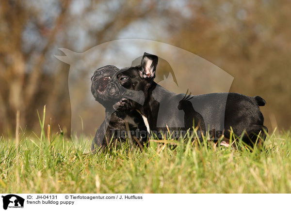 french bulldog puppy / JH-04131
