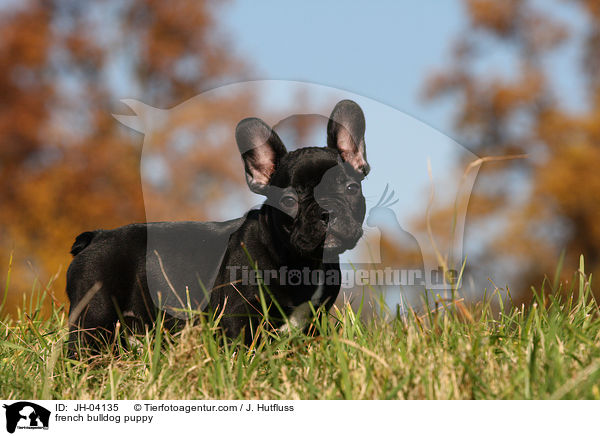 Franzsische Bulldogge Welpe / french bulldog puppy / JH-04135
